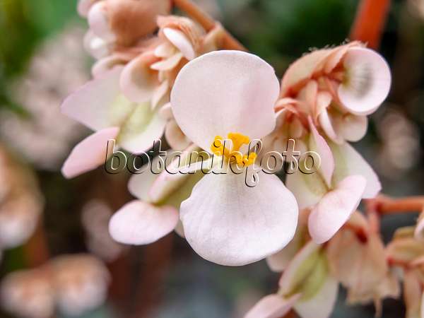 445014 - Begonie (Begonia heracleifolia)