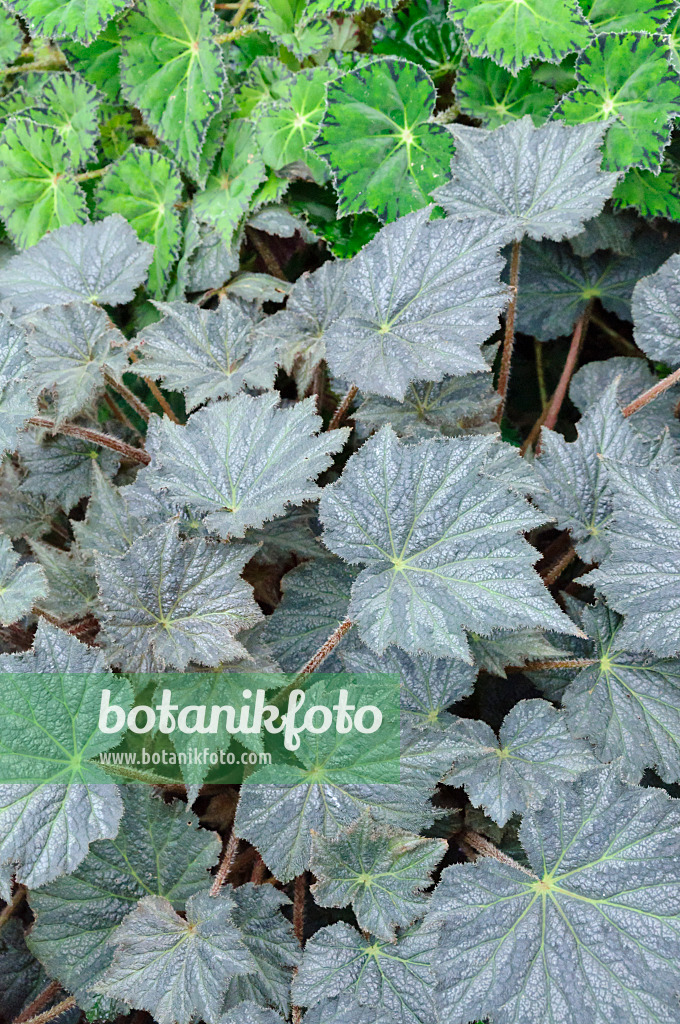 466103 - Begonie (Begonia herimperia) und Wimpernbegonie (Begonia bowerae)