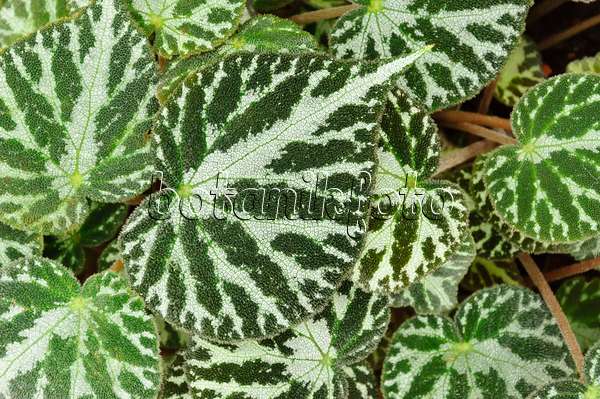 467012 - Begonie (Begonia imperialis)
