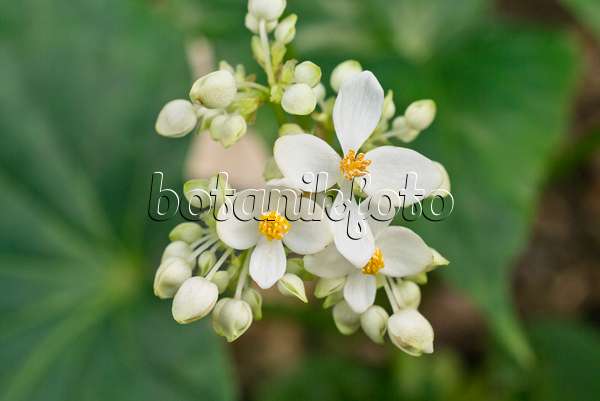 555045 - Begonie (Begonia odorata)