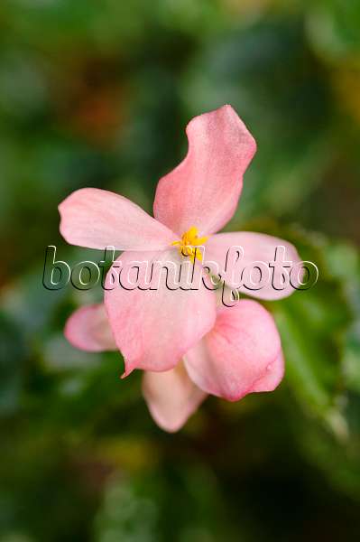481042 - Begonie (Begonia richmondensis)