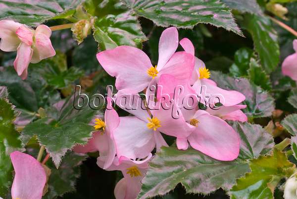 576023 - Begonie (Begonia richmondensis)