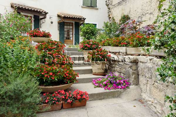 557120 - Begonien (Begonia) in Blumenkästen und Blumentöpfen, Arles, Frankreich