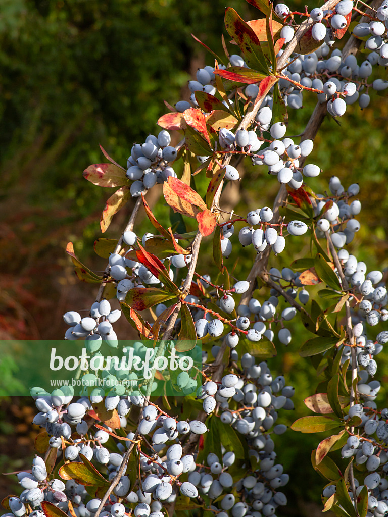 431007 - Begrannte Berberitze (Berberis aristata)