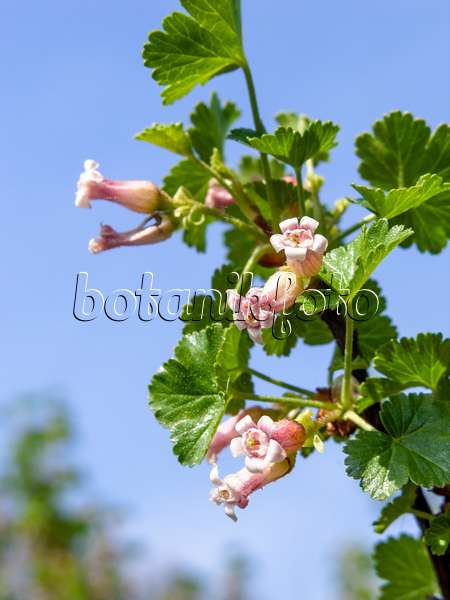 424133 - Berauschende Johannisbeere (Ribes cereum var. inebrians)