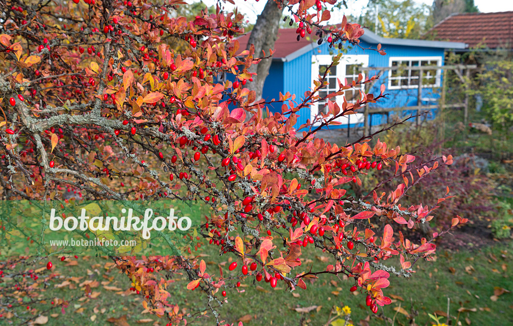 562015 - Berberitze (Berberis) in einem Kleingarten