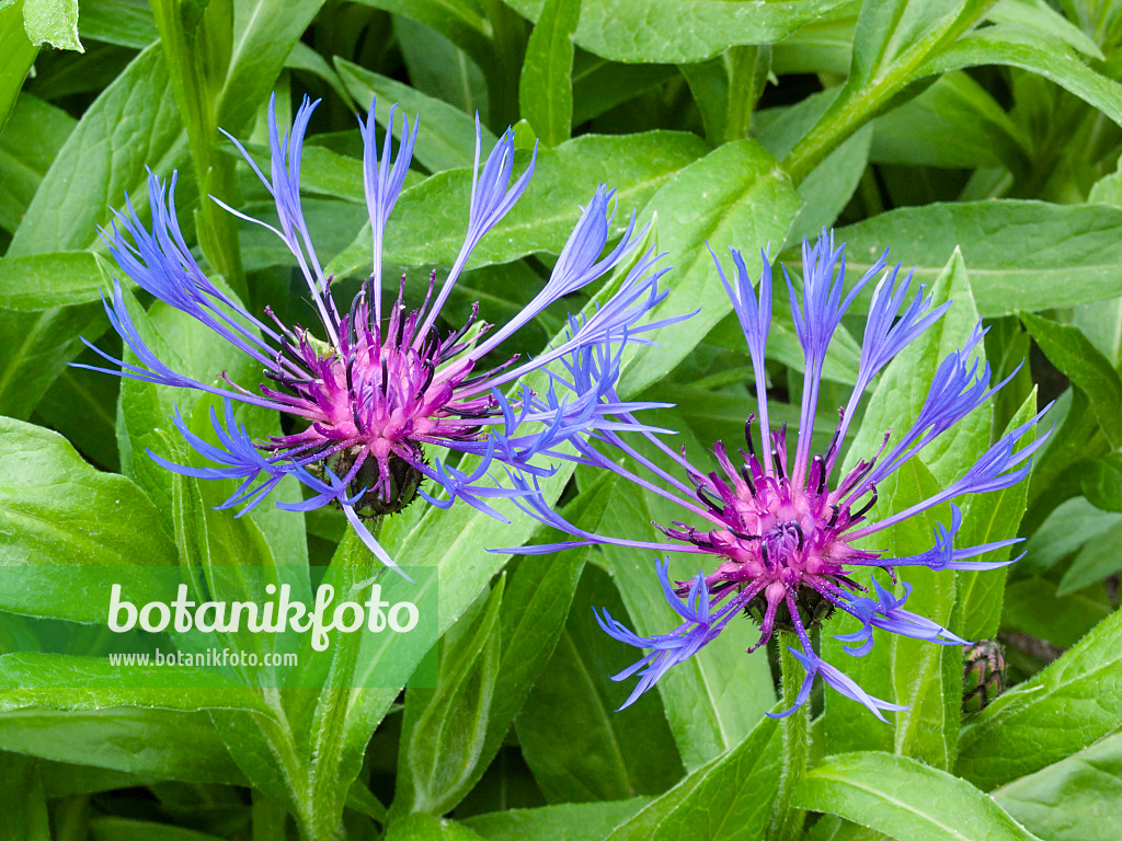 401222 - Bergflockenblume (Centaurea montana)