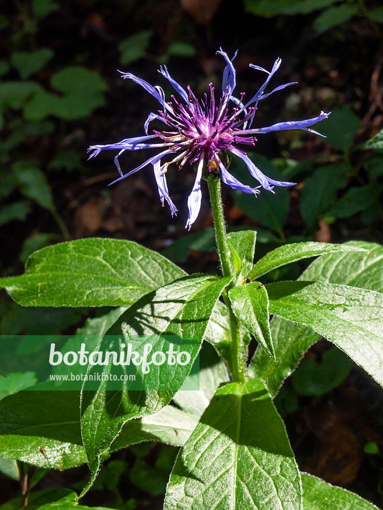 439260 - Bergflockenblume (Centaurea montana)