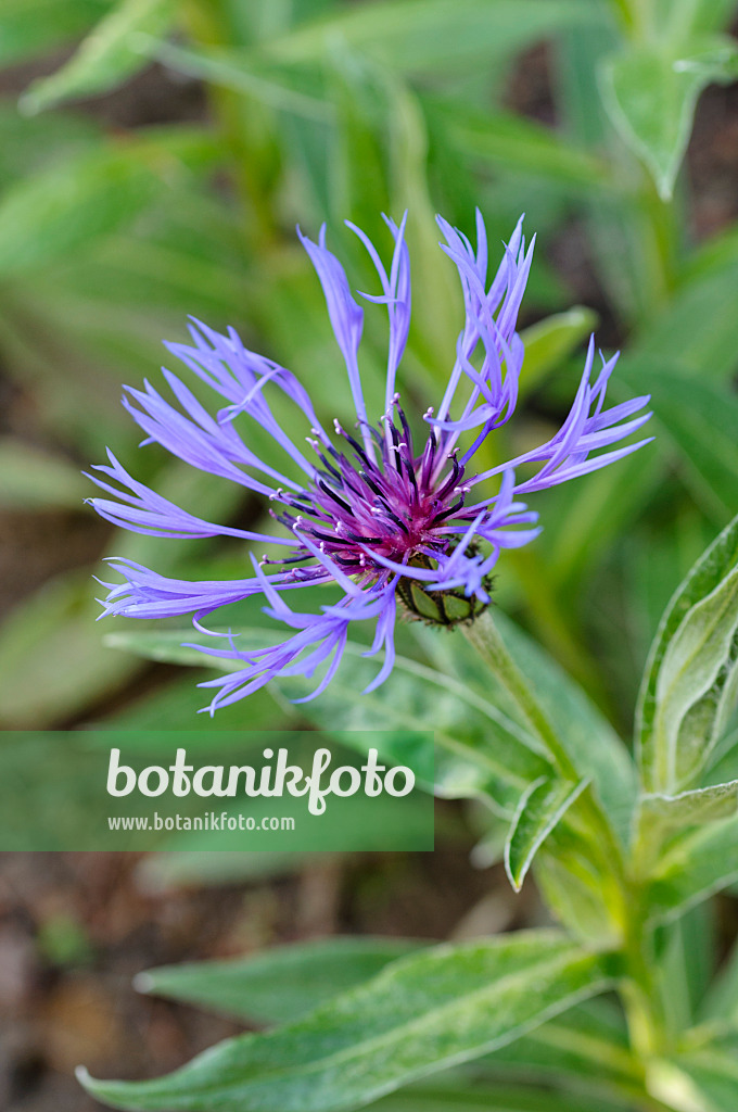 472163 - Bergflockenblume (Centaurea montana)