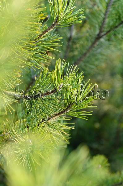 493001 - Bergkiefer (Pinus mugo)
