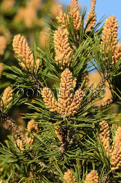 496049 - Bergkiefer (Pinus mugo)