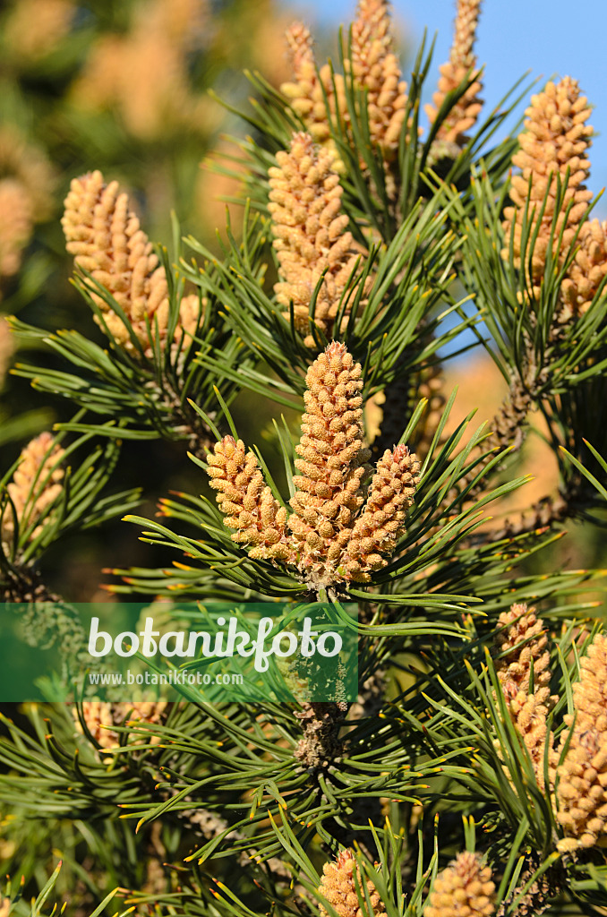 496049 - Bergkiefer (Pinus mugo)