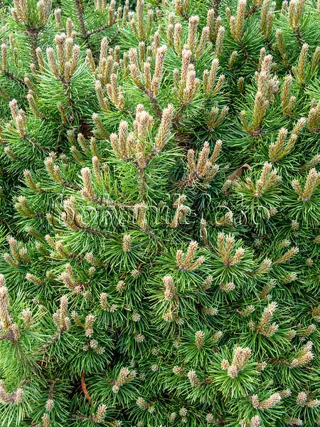 437359 - Bergkiefer (Pinus mugo 'Humpy')