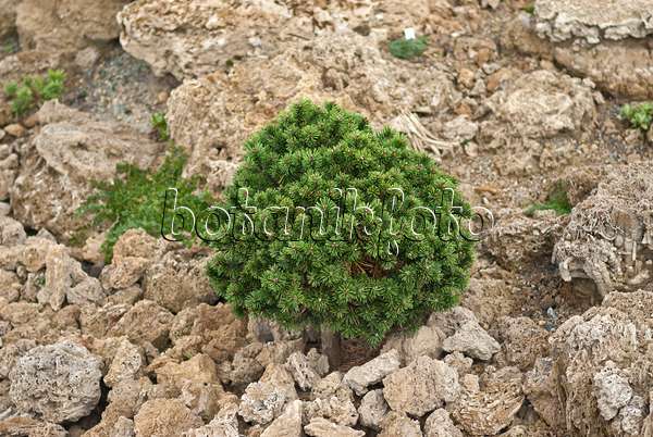 517271 - Bergkiefer (Pinus mugo 'Mini Mops')