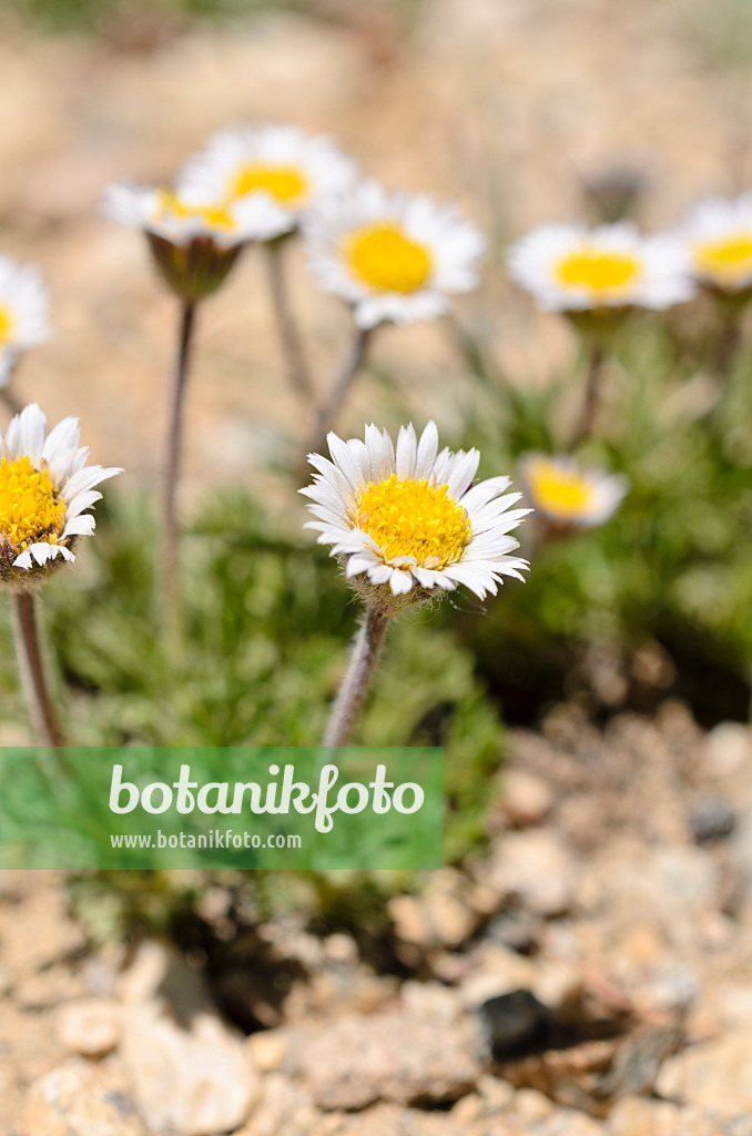 508374 - Berufkraut (Erigeron grandiflorus)