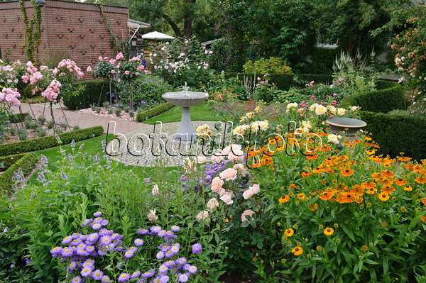 474069 - Berufkraut (Erigeron), Rose (Rosa) und Sonnenbraut (Helenium) in einem Rosengarten