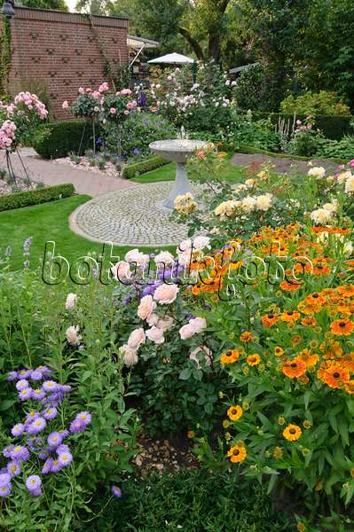 474070 - Berufkraut (Erigeron), Rose (Rosa) und Sonnenbraut (Helenium) in einem Rosengarten