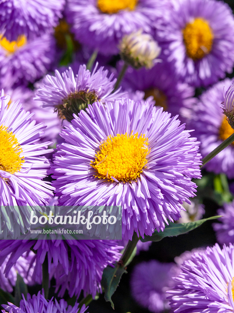 439243 - Berufkraut (Erigeron speciosus 'Azurfee')