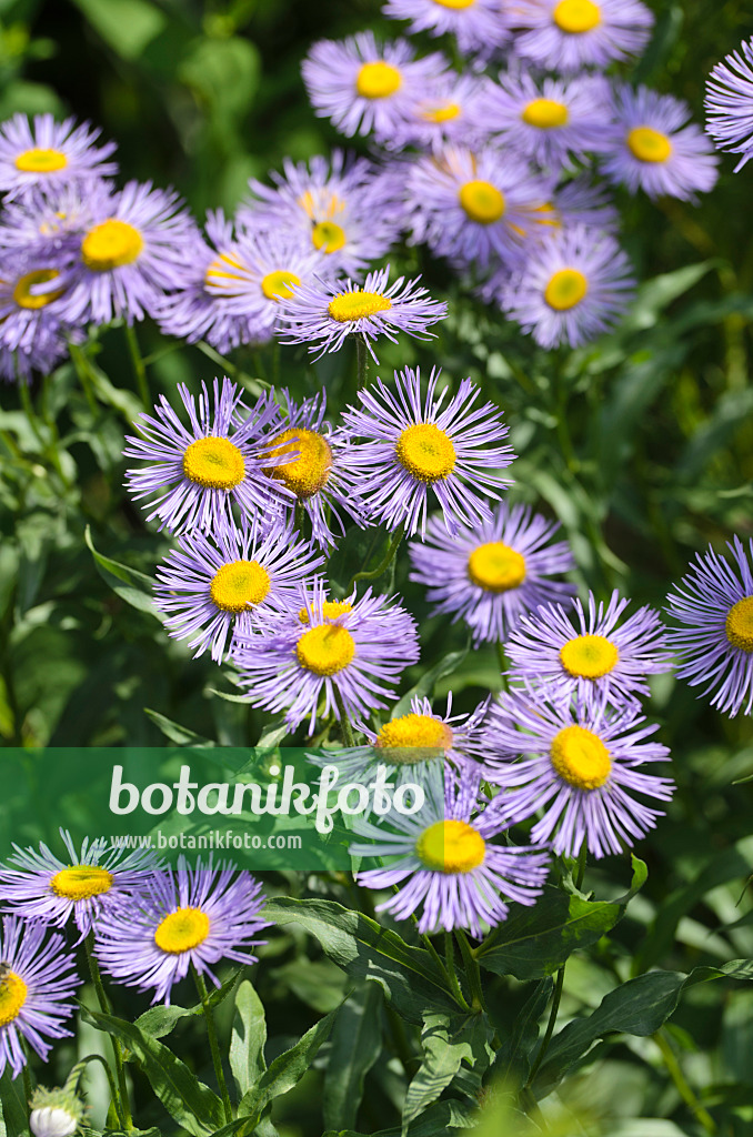 497088 - Berufkraut (Erigeron speciosus var. macranthus)