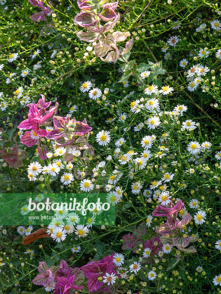 442095 - Berufkraut (Erigeron speciosus 'Sommerneuschnee')