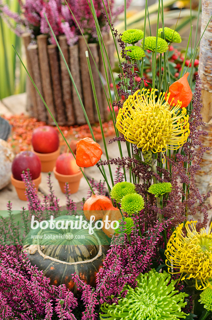 477065 - Besenheide (Calluna), Chrysanthemen (Chrysanthemum), Nadelkissen (Leucospermum) und Kürbis (Cucurbita) in einem herbstlichen Blumenarrangement