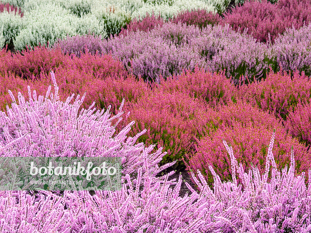 418013 - Besenheide (Calluna vulgaris)