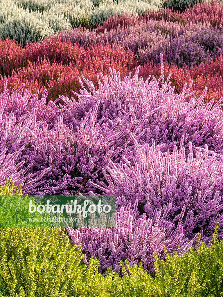 418017 - Besenheide (Calluna vulgaris)