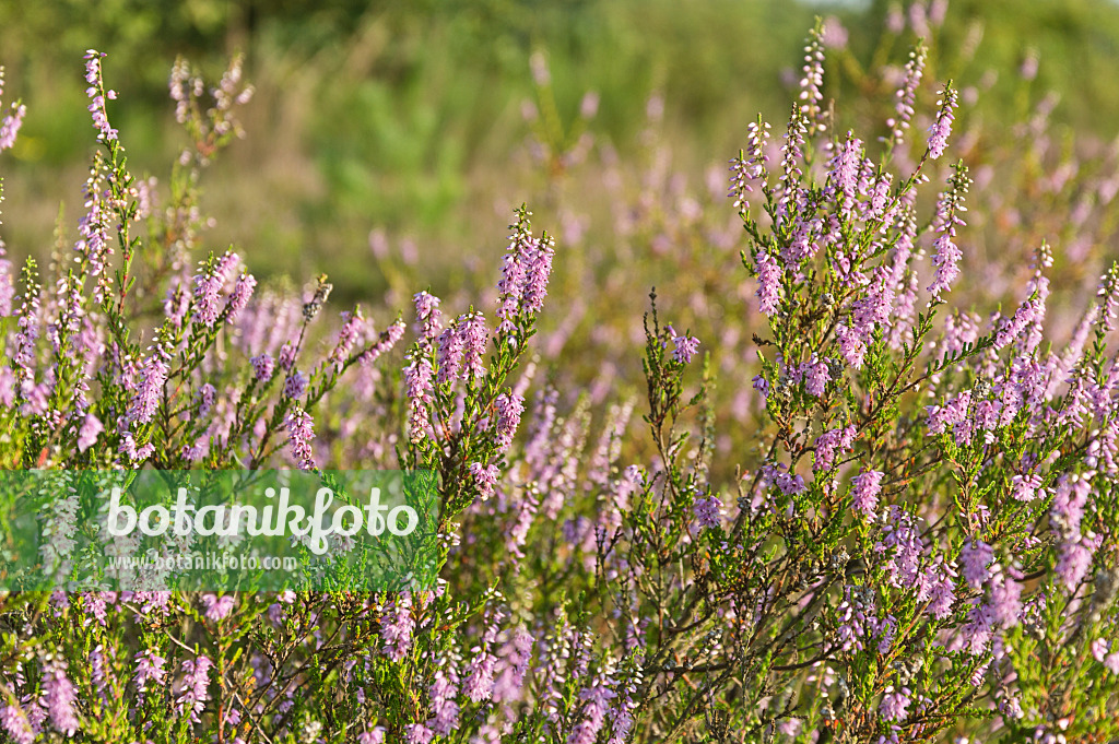 511051 - Besenheide (Calluna vulgaris)