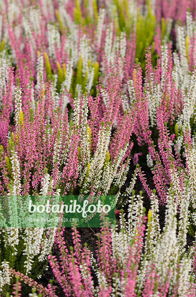 573034 - Besenheide (Calluna vulgaris)