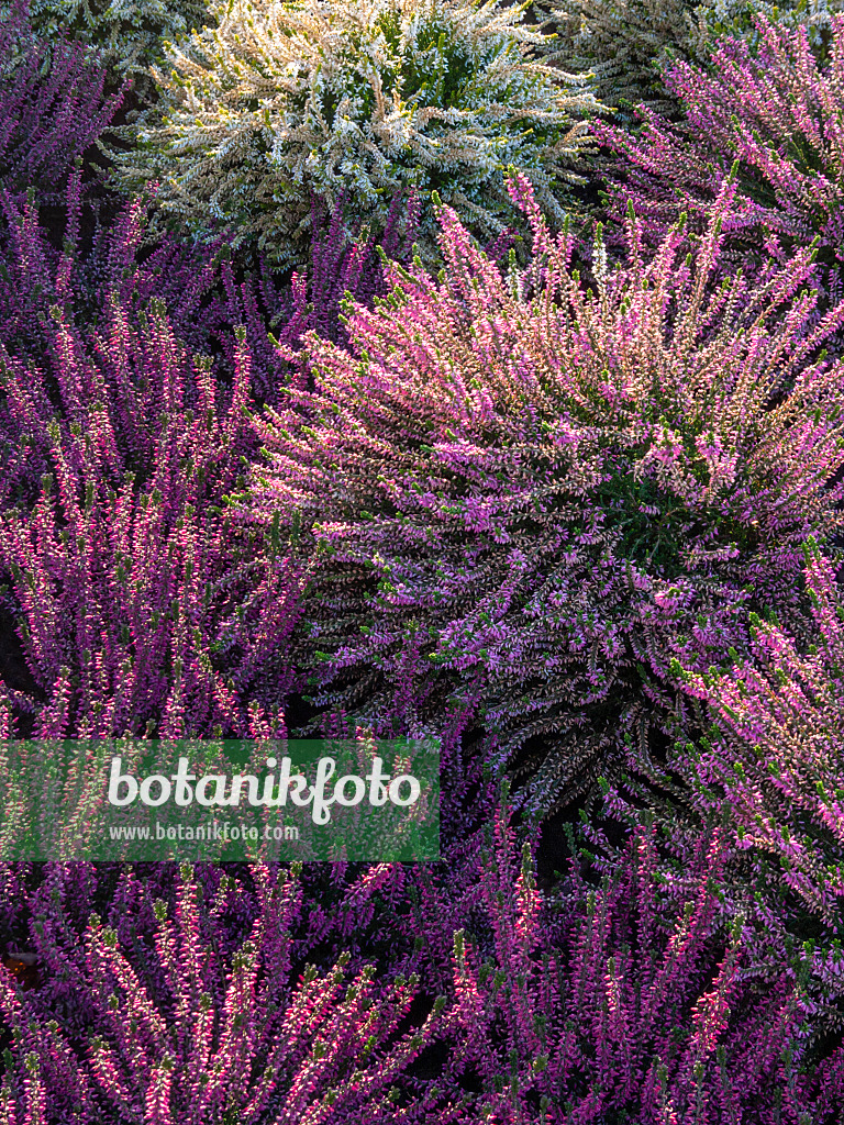 406025 - Besenheide (Calluna vulgaris 'Anette')