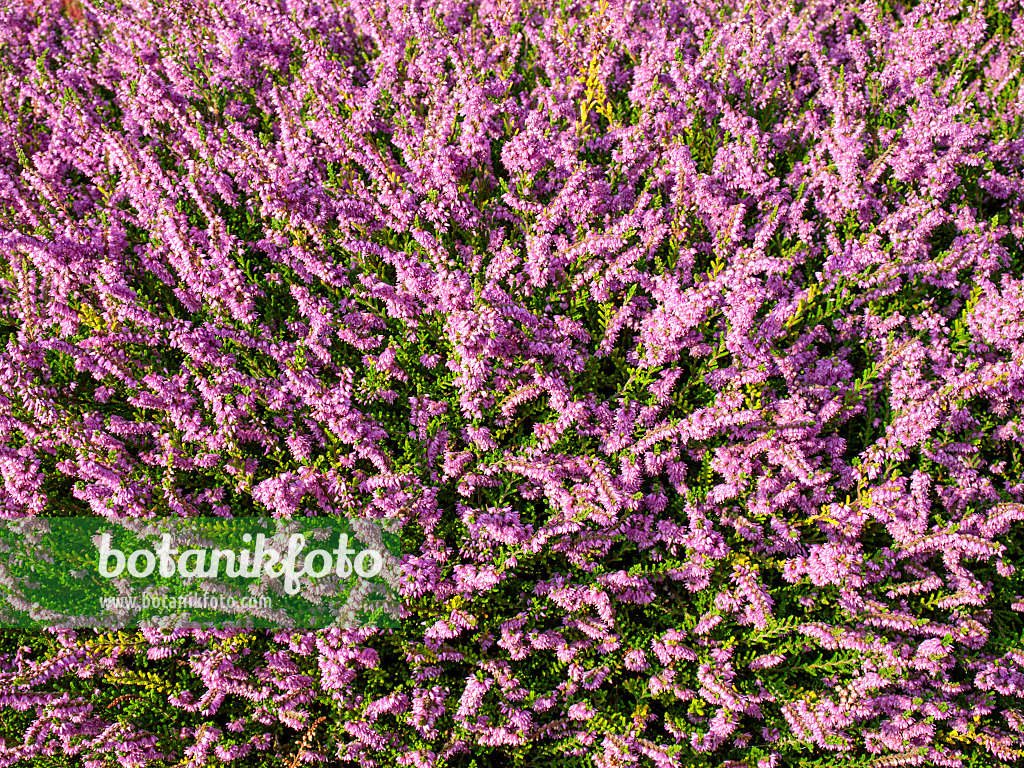 464028 - Besenheide (Calluna vulgaris 'Barnett Anley')