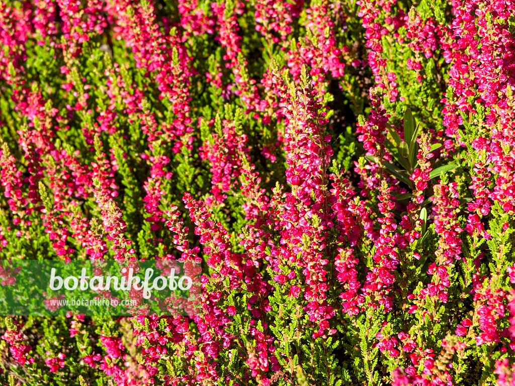 464015 - Besenheide (Calluna vulgaris 'Dark Beauty')