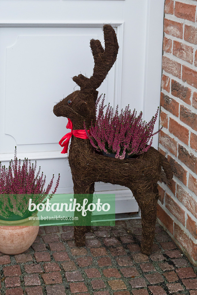 527027 - Besenheide (Calluna vulgaris) mit Weihnachtsdekoration