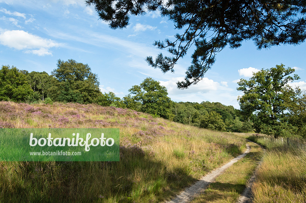 511278 - Besenheide (Calluna vulgaris), Nationalpark De Meinweg, Niederlande