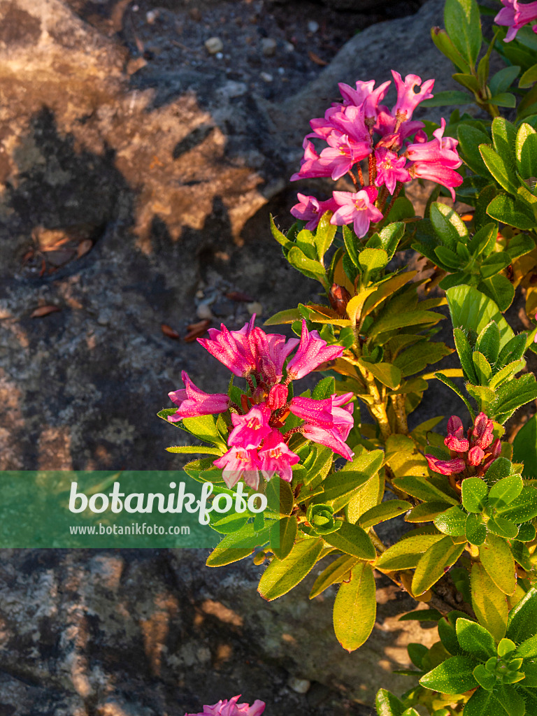 414019 - Bewimperte Alpenrose (Rhododendron hirsutum)