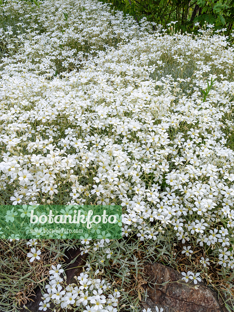 448098 - Biebersteins Hornkraut (Cerastium biebersteinii)