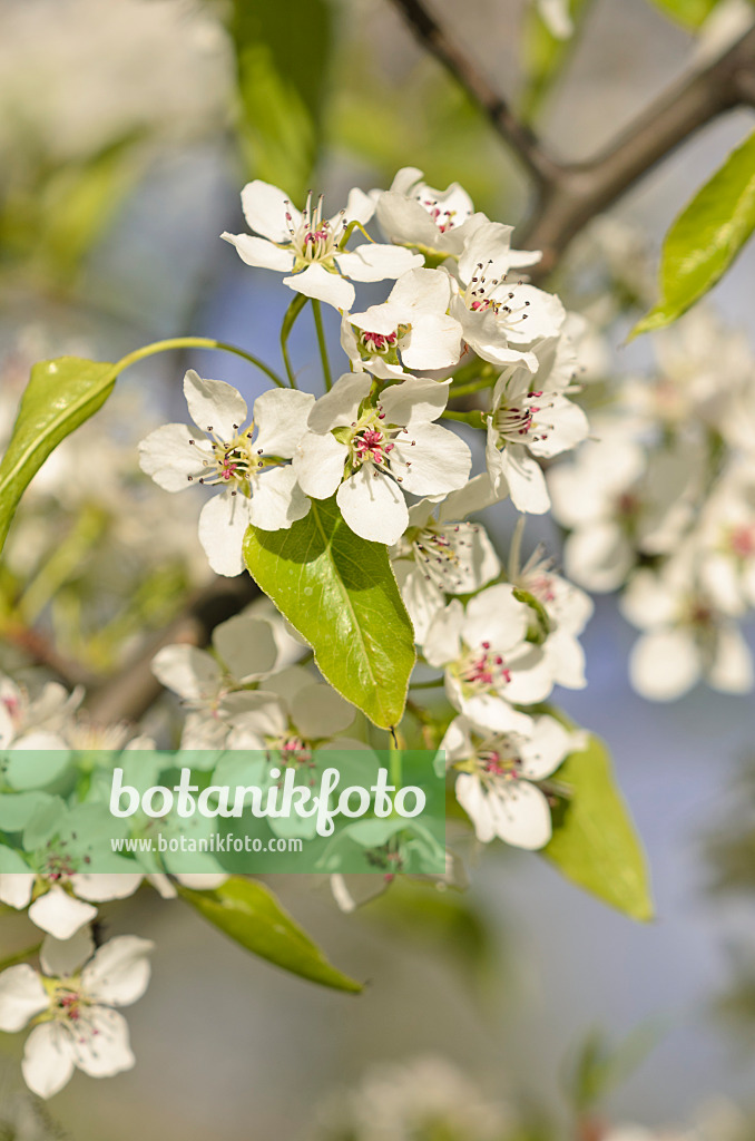 543039 - Birkenblättrige Birne (Pyrus betulifolia)