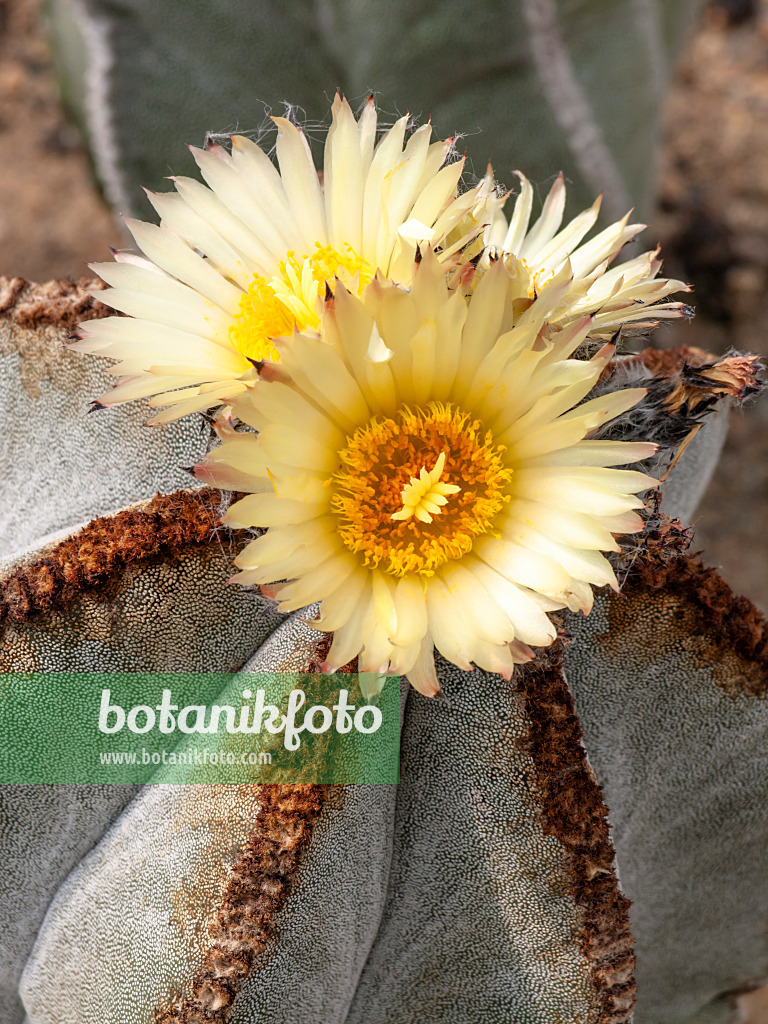 448099 - Bischofsmütze (Astrophytum myriostigma var. strongylogonum)