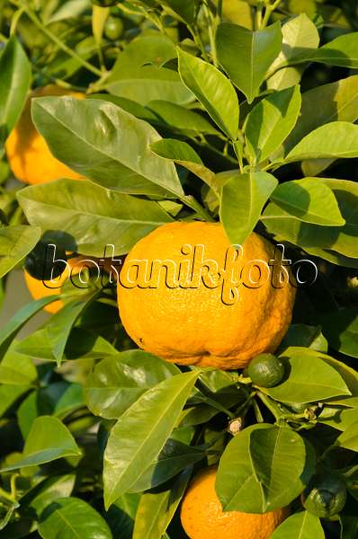 571022 - Bitterorange (Citrus aurantium 'Dolce del Gargano')