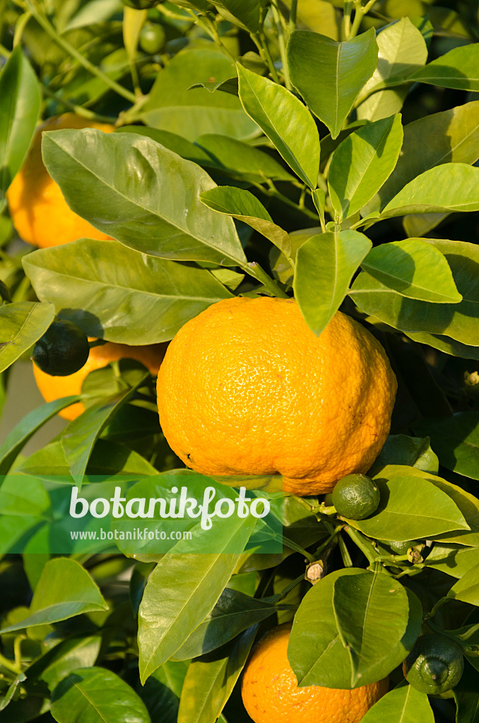 571022 - Bitterorange (Citrus aurantium 'Dolce del Gargano')