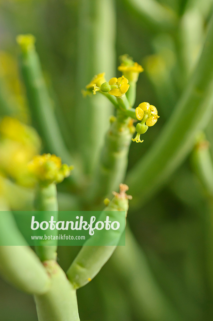 488027 - Blattlose Wolfsmilch (Euphorbia aphylla)