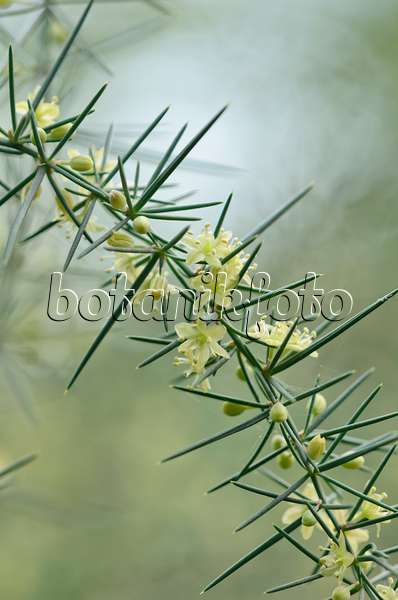 523063 - Blattloser Spargel (Asparagus aphyllus)