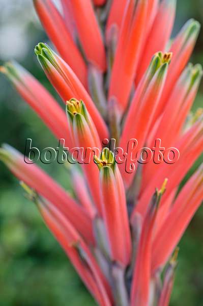 492008 - Blattreiche Aloe (Aloe suprafoliata)