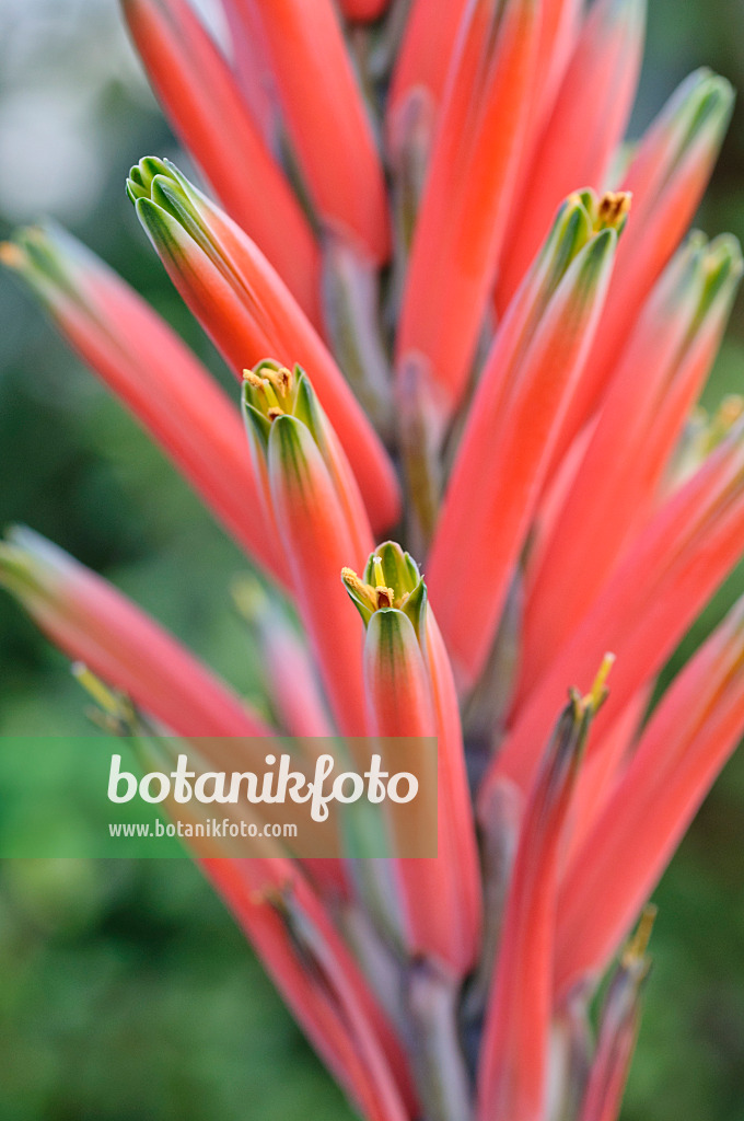 492008 - Blattreiche Aloe (Aloe suprafoliata)