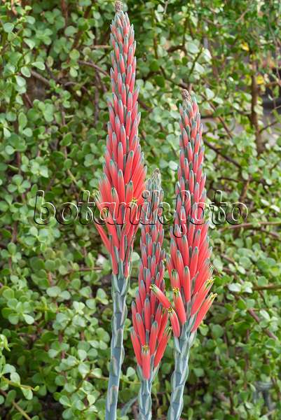 551013 - Blattreiche Aloe (Aloe suprafoliata)
