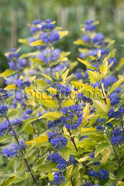 635022 - Blaublühende Bartblume (Caryopteris x clandonensis 'Sunny Blue')
