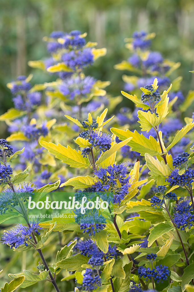 635022 - Blaublühende Bartblume (Caryopteris x clandonensis 'Sunny Blue')