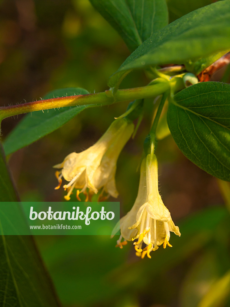 424116 - Blaue Heckenkirsche (Lonicera caerulea var. altaica)