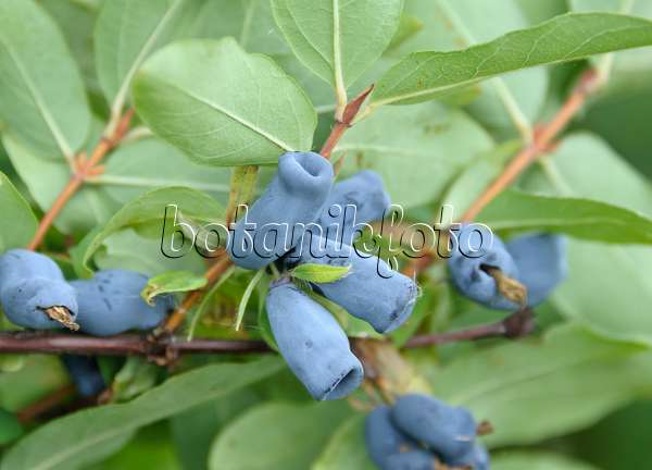 517300 - Blaue Heckenkirsche (Lonicera caerulea 'Amur')