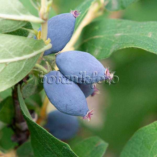 616016 - Blaue Heckenkirsche (Lonicera caerulea 'Leningradski Velikan')